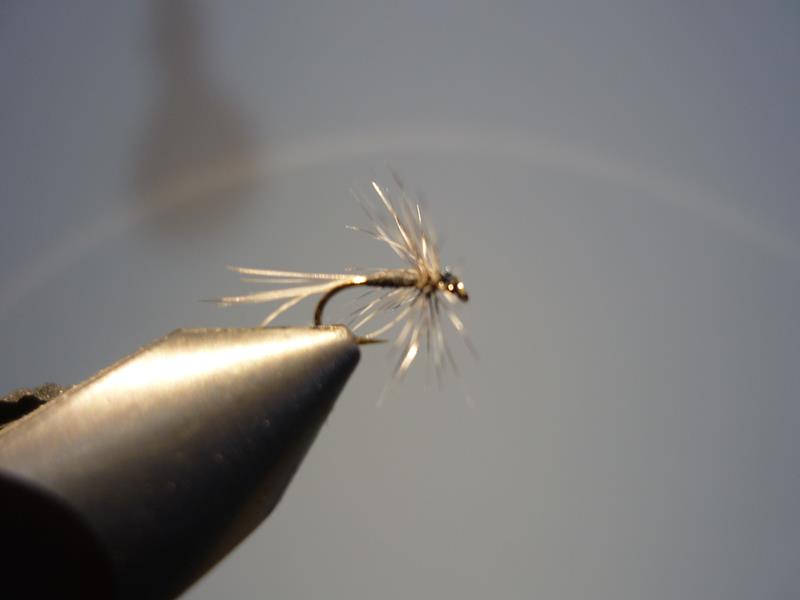 Araignée eclosion mouche fly tying