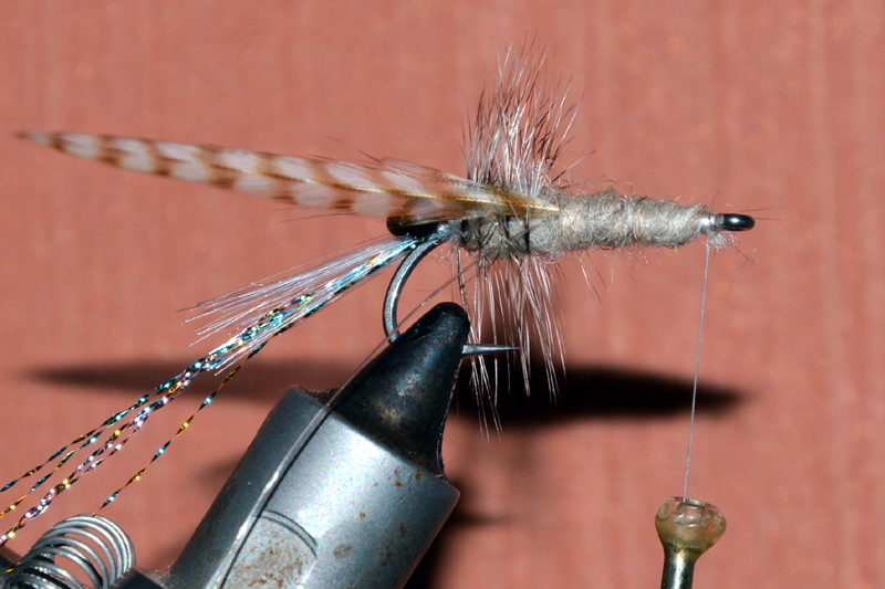 Crevette schrimp mouche fly tying eclosion