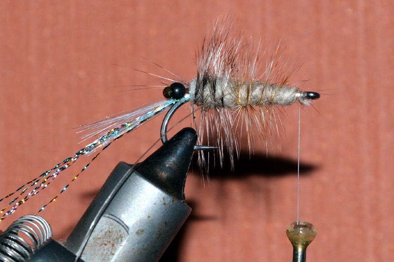 Crevette schrimp mouche fly tying eclosion