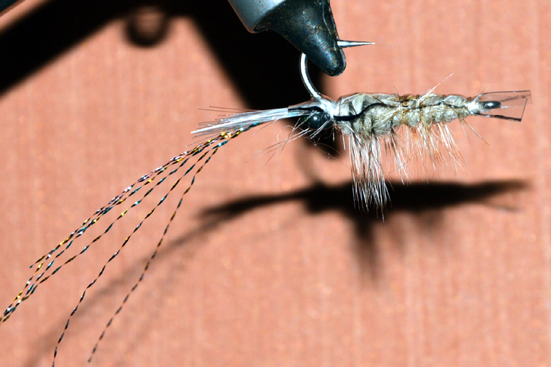 Crevette schrimp mouche fly tying eclosion