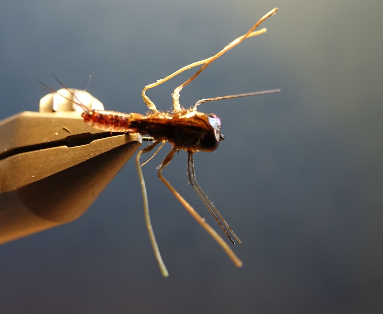 ANR larve larvae nymphe nymph fly tying flytying mouche eclosion