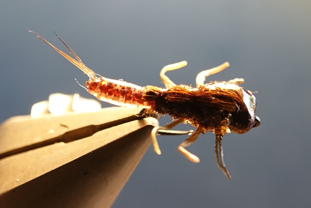 ANR larve larvae nymphe nymph fly tying flytying mouche eclosion