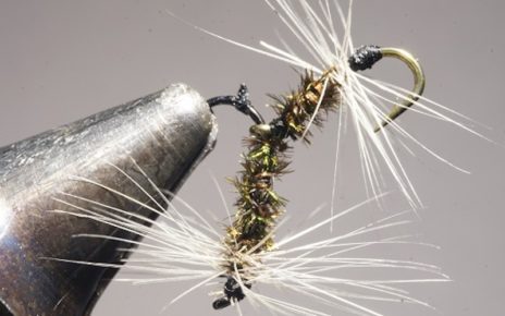 mouche tandem corps paon fly flytying tying mouche eclosion mis en avant