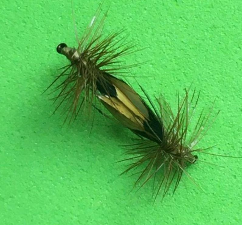 Sedge accouplement mating caddis tandem twin flytying fly mouche tying eclosion