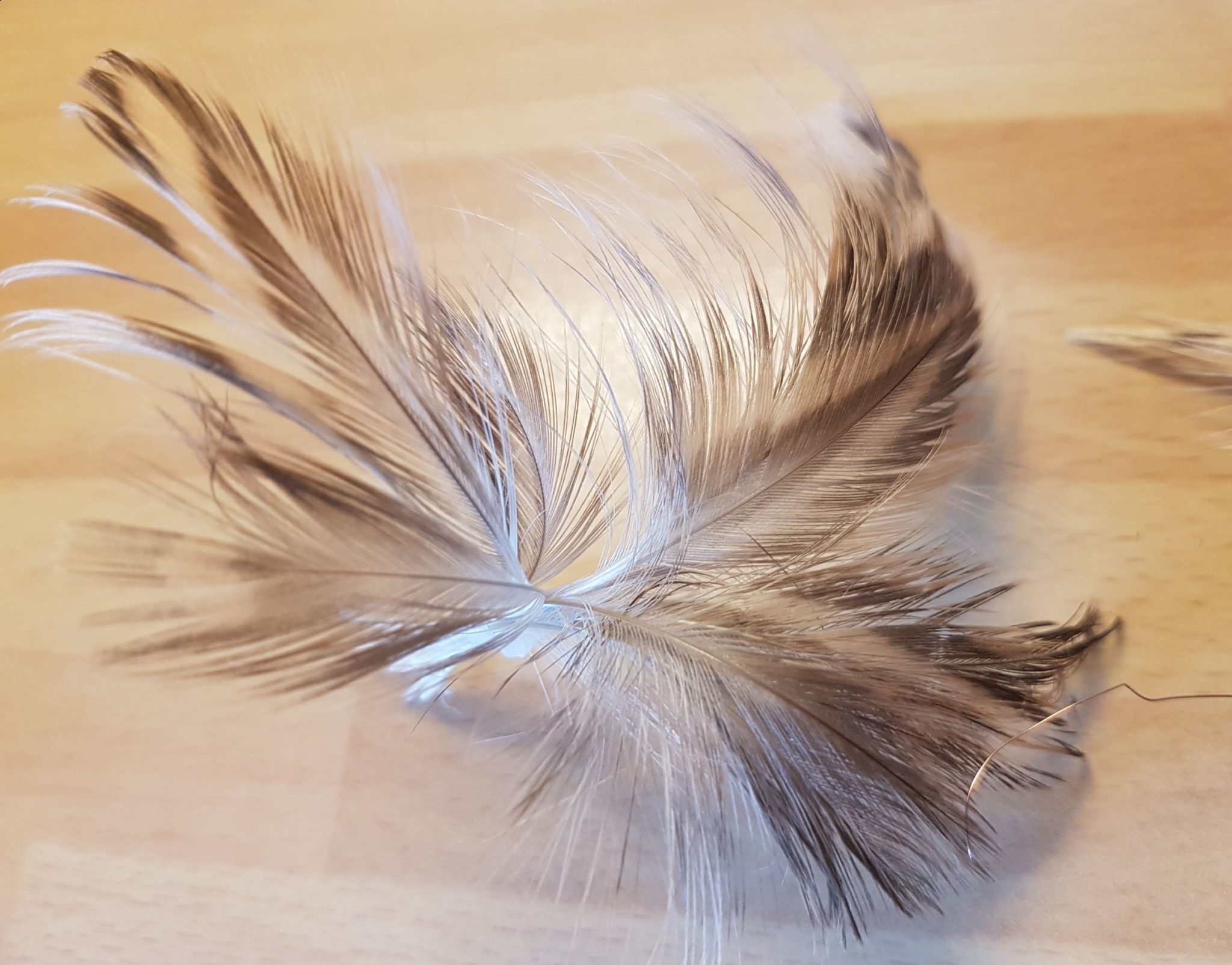 Spey hackle fly mouche flytying tying feather plume pheasant faisan malladr duck oie gooz=se swan cygne eclosion