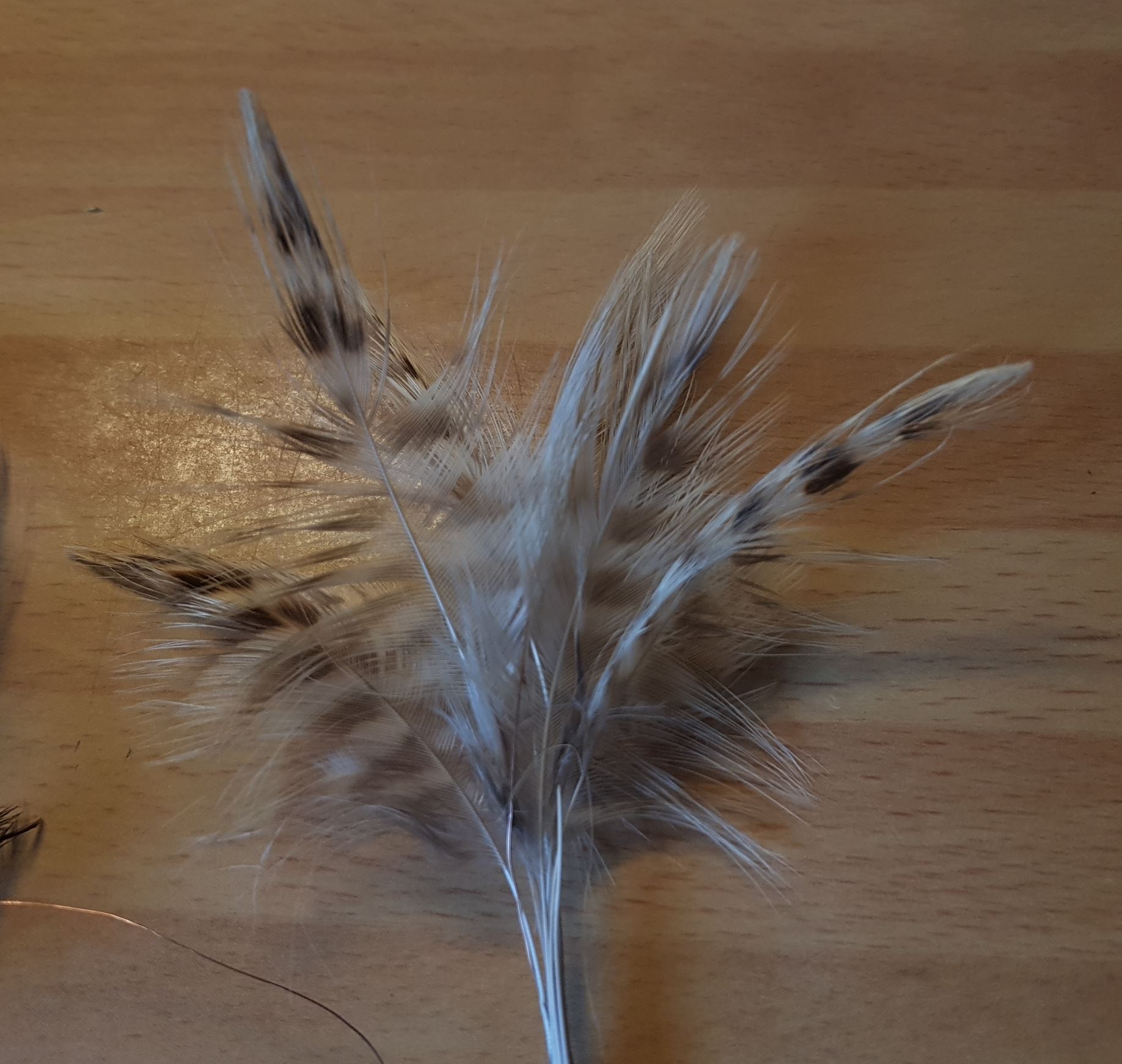 Spey hackle fly mouche flytying tying feather plume pheasant faisan malladr duck oie gooz=se swan cygne eclosion