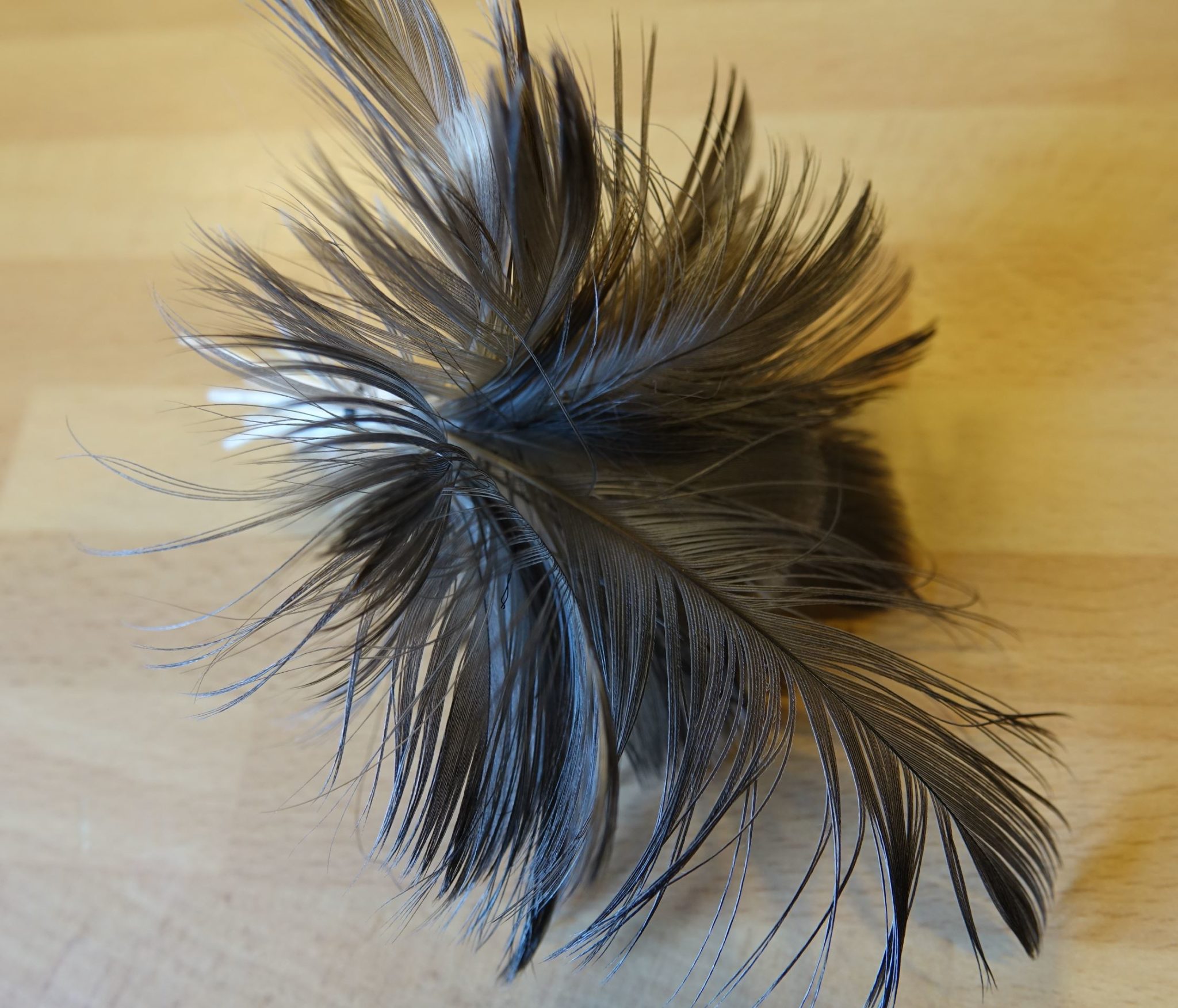 Spey hackle fly mouche flytying tying feather plume pheasant faisan malladr duck oie gooz=se swan cygne eclosion