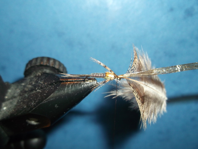 absolute no refuse nymph nymphe anr mouche fly tying flytying eclosion