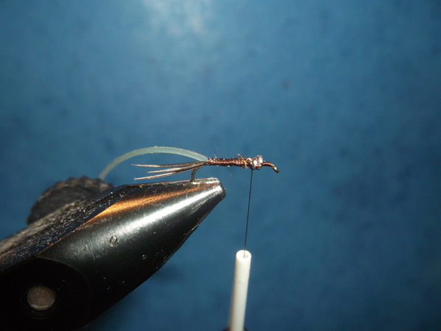 absolute no refuse nymph nymphe anr mouche fly tying flytying eclosion