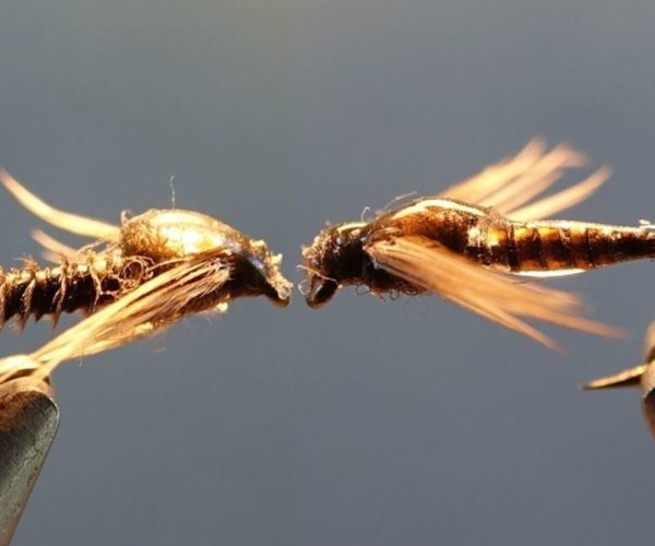 ANR absolute no refuse nymphe nymph mouche fly tying flytying eclosion