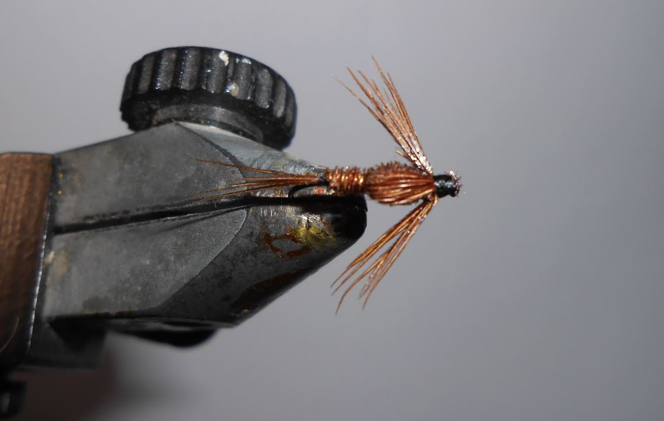 ANR absolute no refuse faisan pheasant nymphe nymph fly mouche tying flytying eclosion