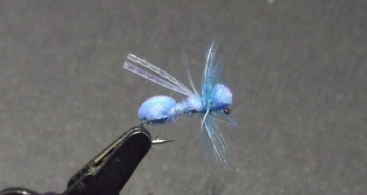 Fourmi bleue blue ant fly tying flytying mouche éclosion