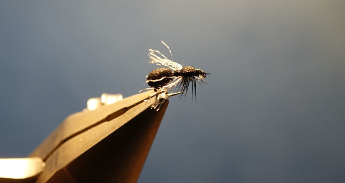 Fourml ant flytying fly tying mouche eclosion