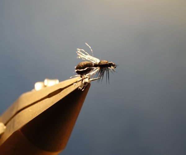Fourml ant flytying fly tying mouche eclosion
