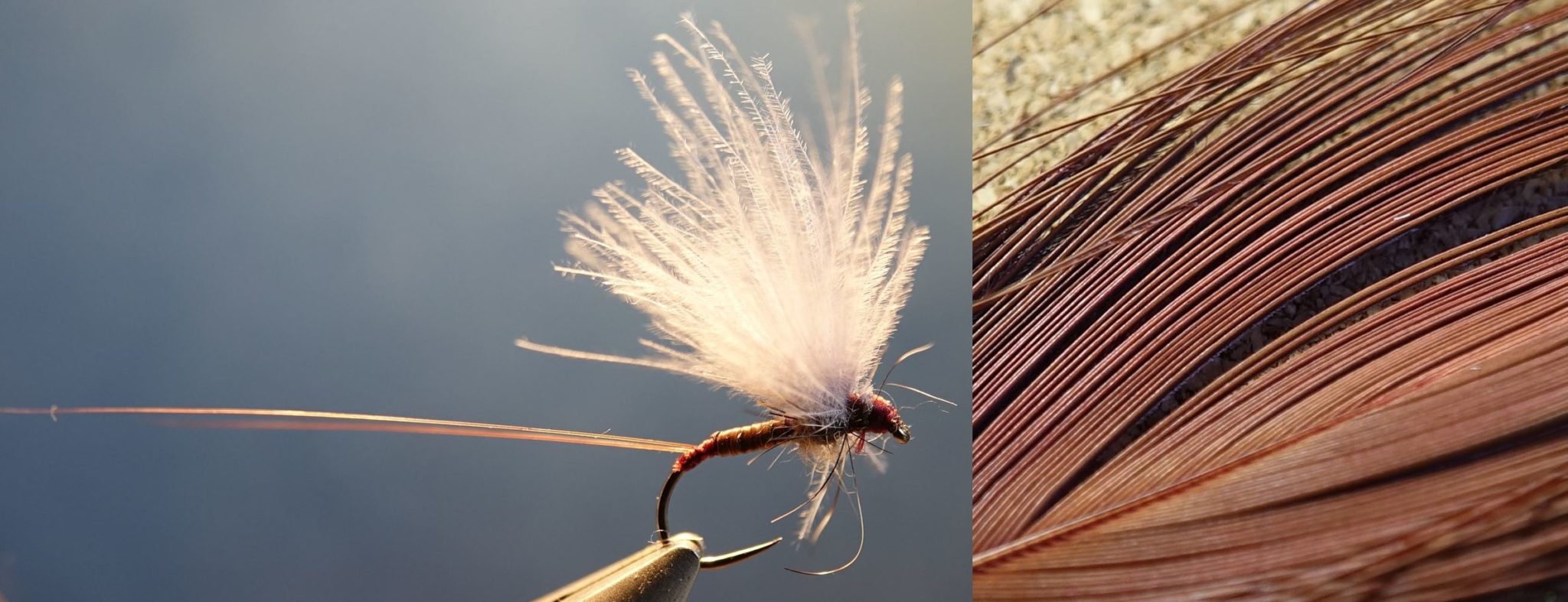 herl quill paon peacock flytying fly tying mouche teinture coloring dye eclosion ecdyonaurus olive ignita