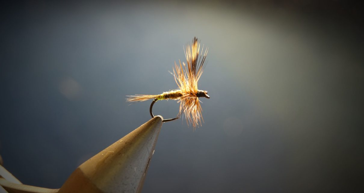 Adams femelle female fly tying flytying mouche eclosion