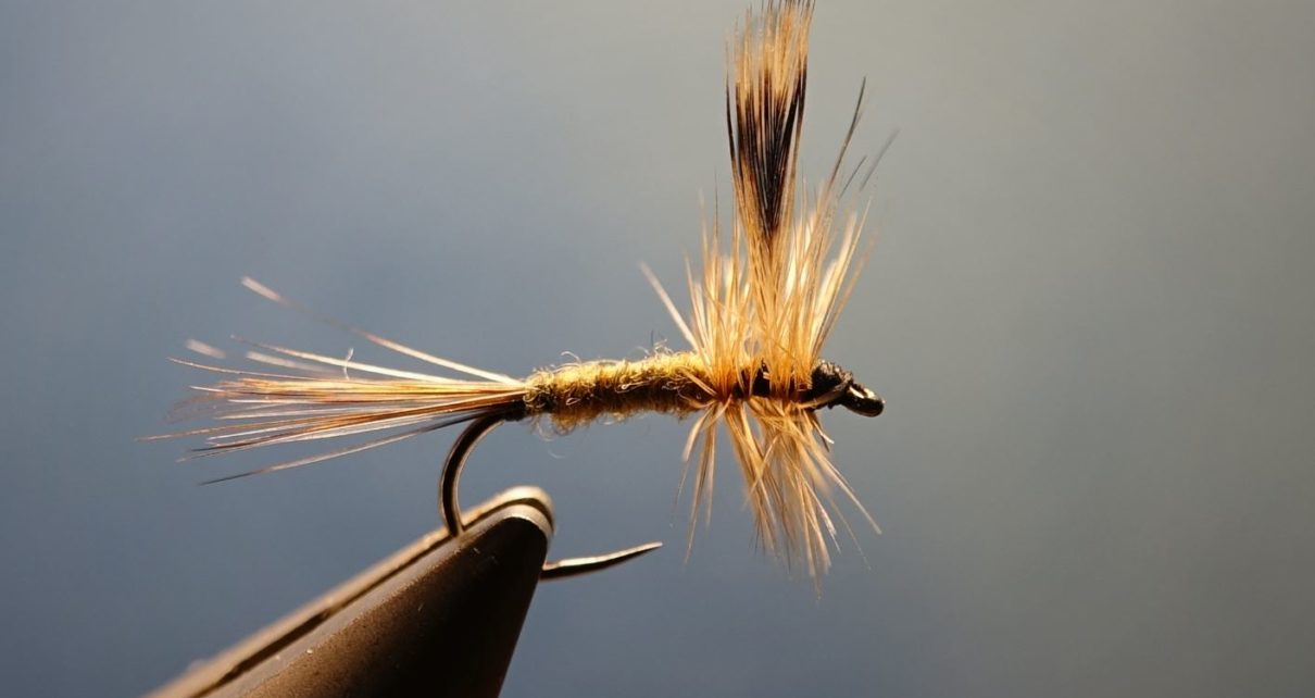 Adams male fly tying flytying mouche eclosion