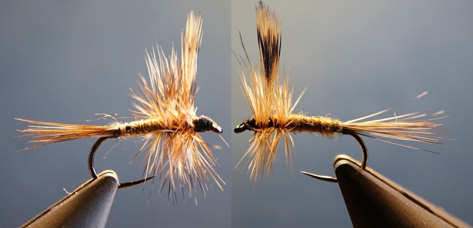 Adams male fly tying flytying mouche eclosion