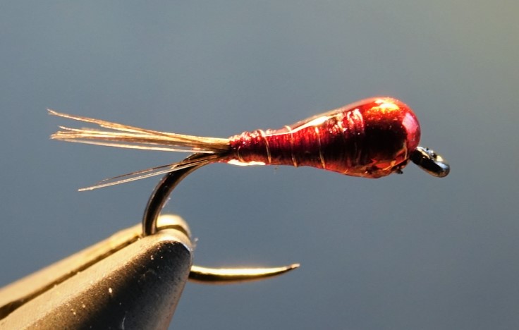 cerque Limousin cocq rooster flytying fly mouche perdigon eclosion