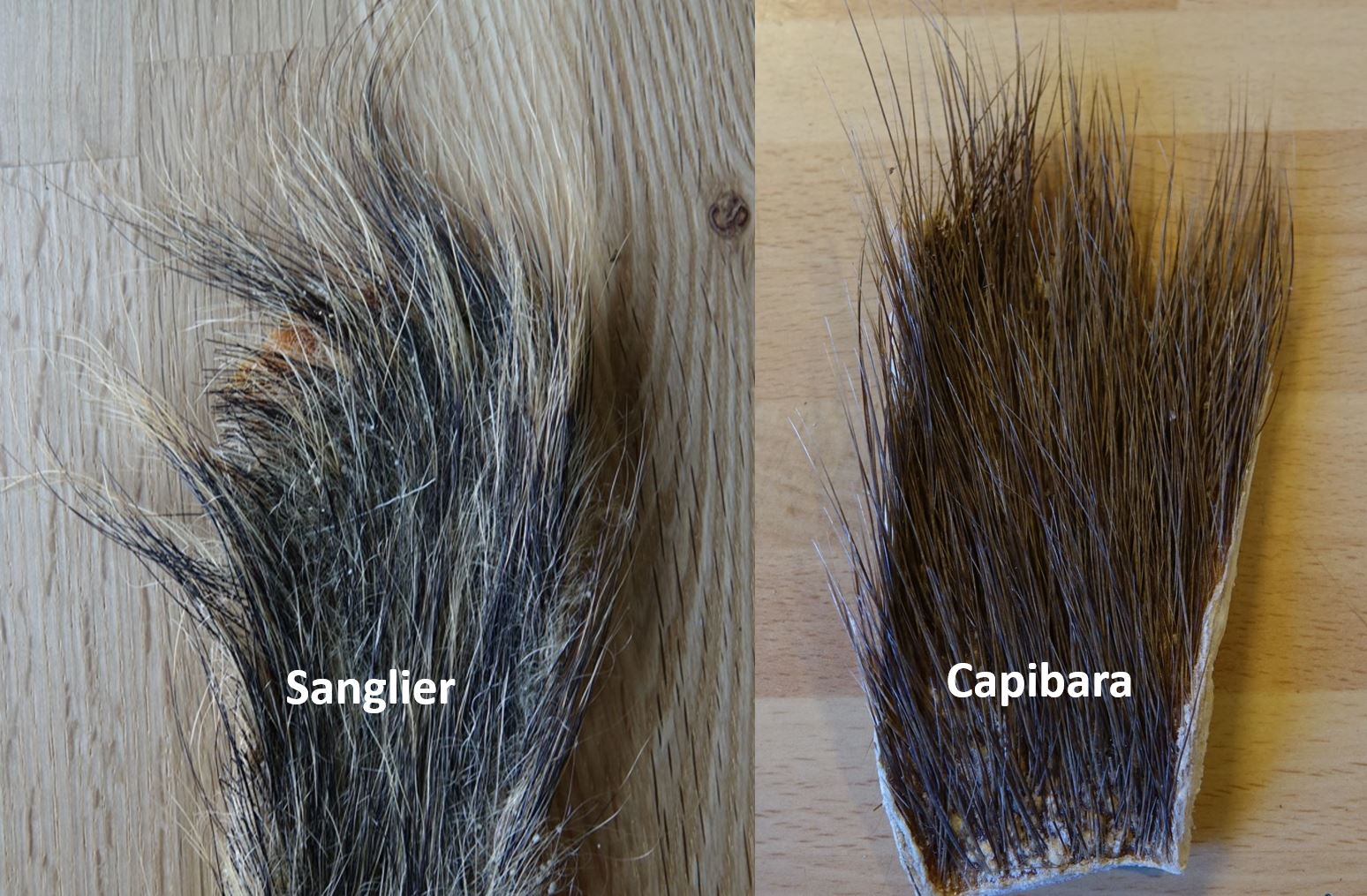 sanglier woildboar capibara cerques tails hair eclosion fly flytying mouche