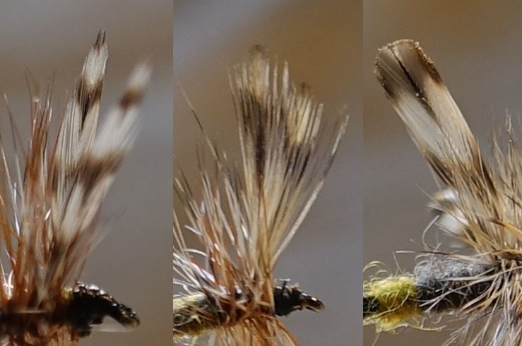 Aile wing hackle adams mouche fly flytying eclosion