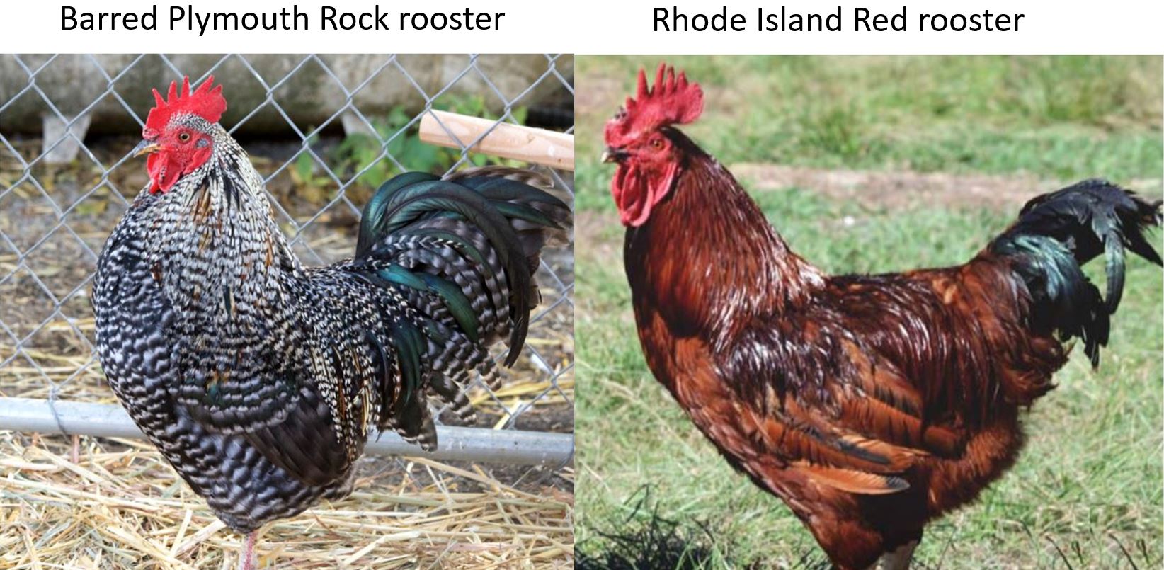 Barred Plymouth Rock Rhode Island red rooster Barred Plymouth rock Adams eclosion
