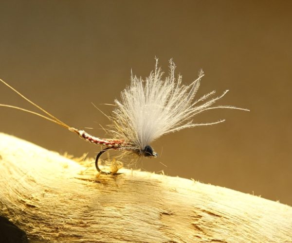 Ecdyo Ecdyonaurus ephemeremouche fly corps détaché flytying eclosion
