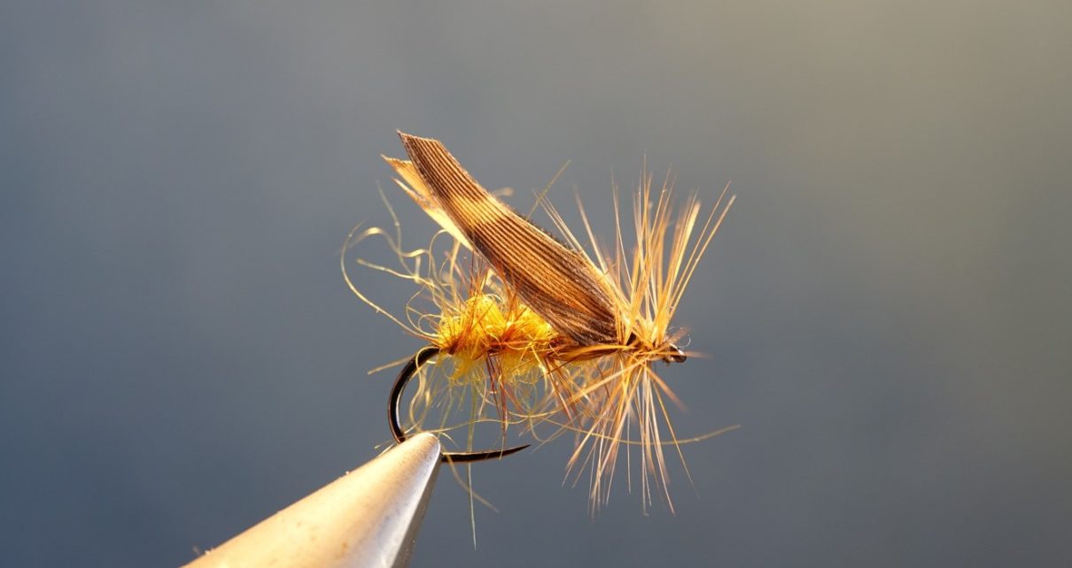 Gallica sedge caddis fly mouche becasse woodcockflytying eclosion