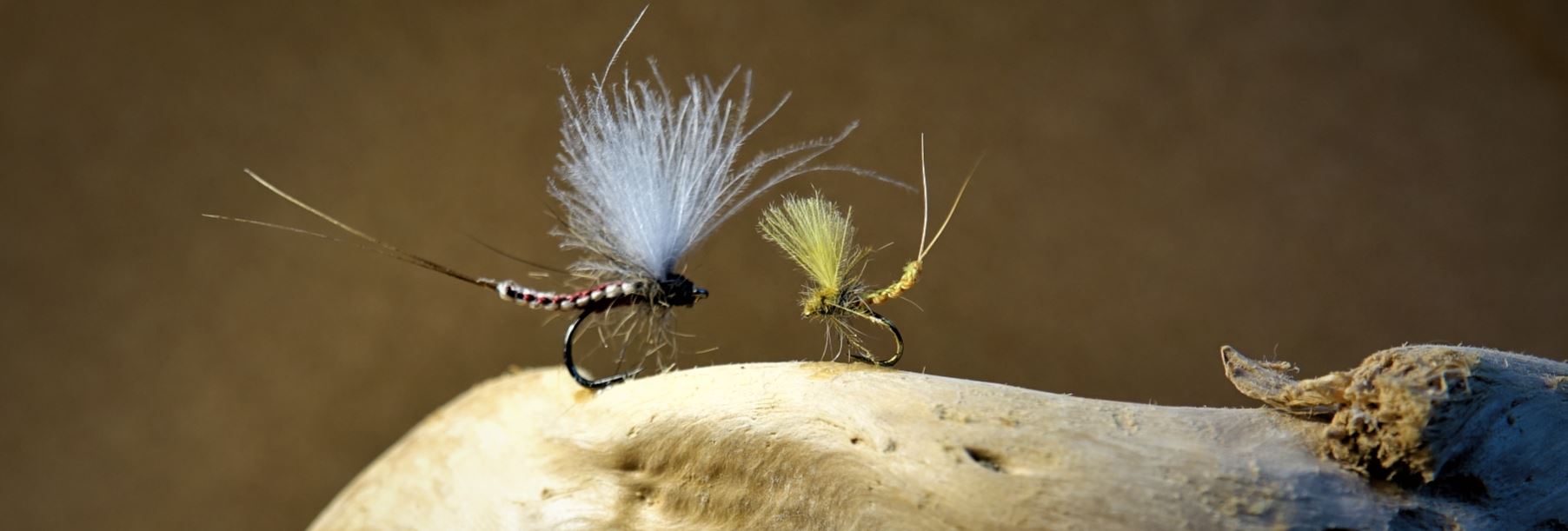 Olive ignita ephemere mouche fly corps détaché flytying eclosion ecdyi ecdyonaurus