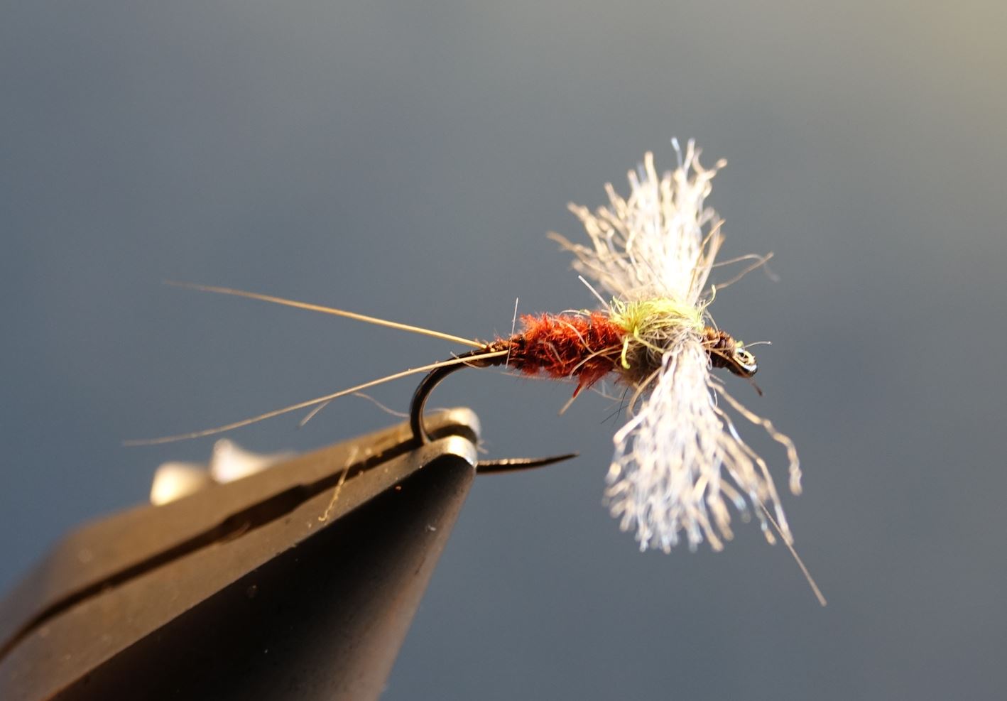 Spent sangliermarcassin wild boar poil fur cerque tail fly mouche flytying eclosion