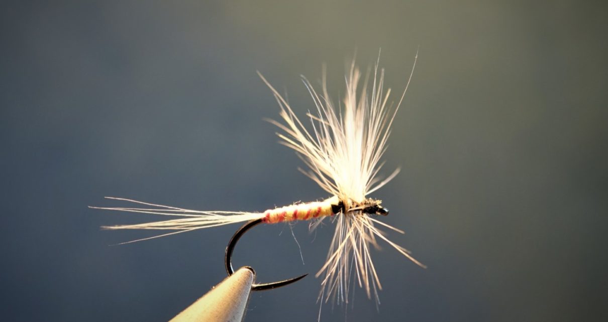 gallica manne blanche mouche fly dry tying flytying Polymitarcis virgo eclosion