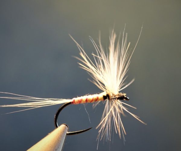 gallica manne blanche mouche fly dry tying flytying Polymitarcis virgo eclosion