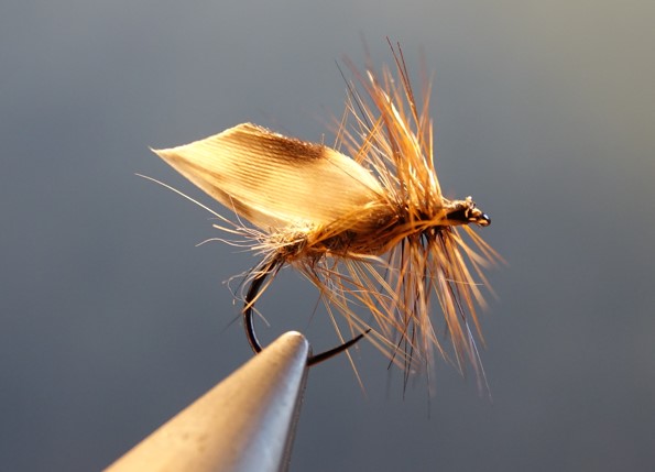 gallica nocturne nocturnal sedge caddis fly mouche flytying eclosion