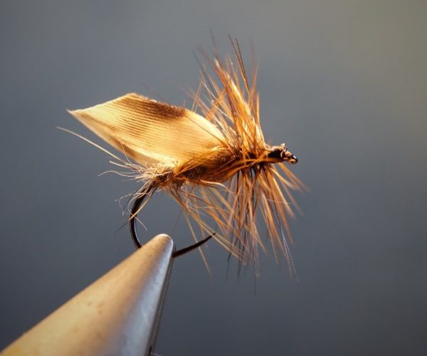 gallica nocturne nocturnal sedge caddis fly mouche flytying eclosion
