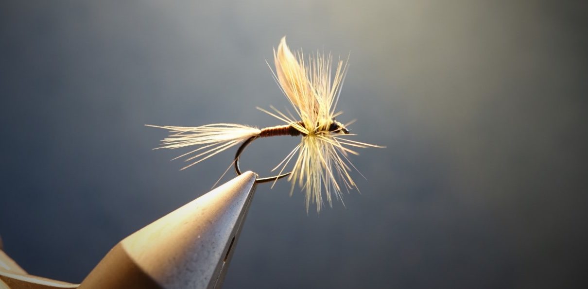 olive baetis gallica mouche druy fly flytying eclosion