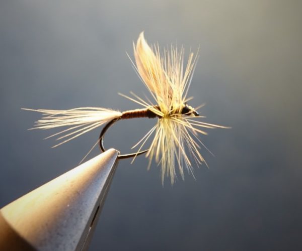 olive baetis gallica mouche druy fly flytying eclosion
