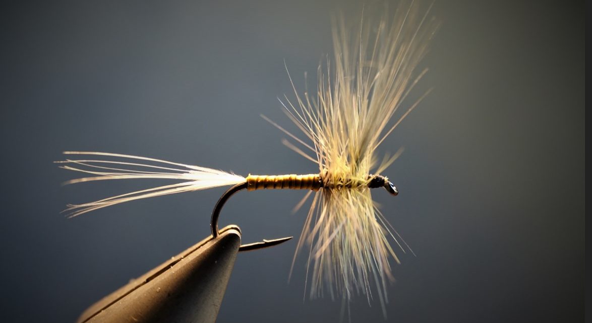 gallica olive dryfly mouche flytying eclosion mise en avant