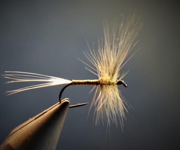 gallica olive dryfly mouche flytying eclosion mise en avant