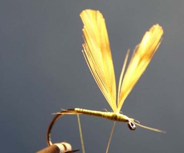 saddle wing aile ariagnee spider plule rooster coq flytying mouche eclosion