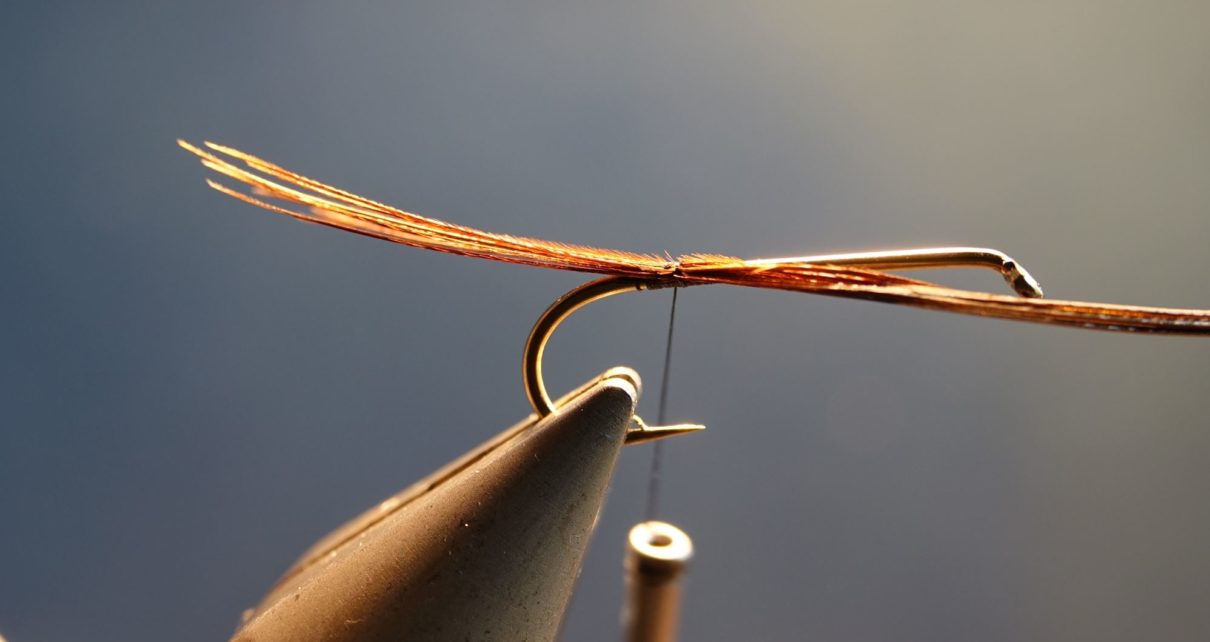 cerques faisan pheasant tips flytying eclosion