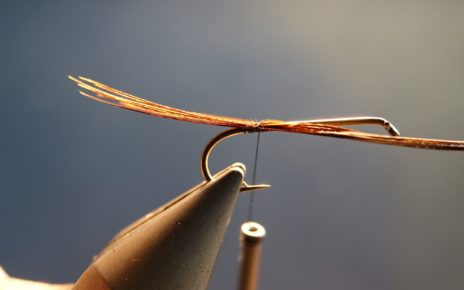 cerques faisan pheasant tips flytying eclosion