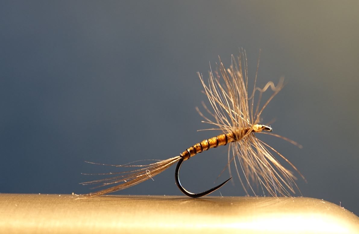 Araignée spider mouche dry fly flytying eclosion limousin rooster hackle coq eclosion