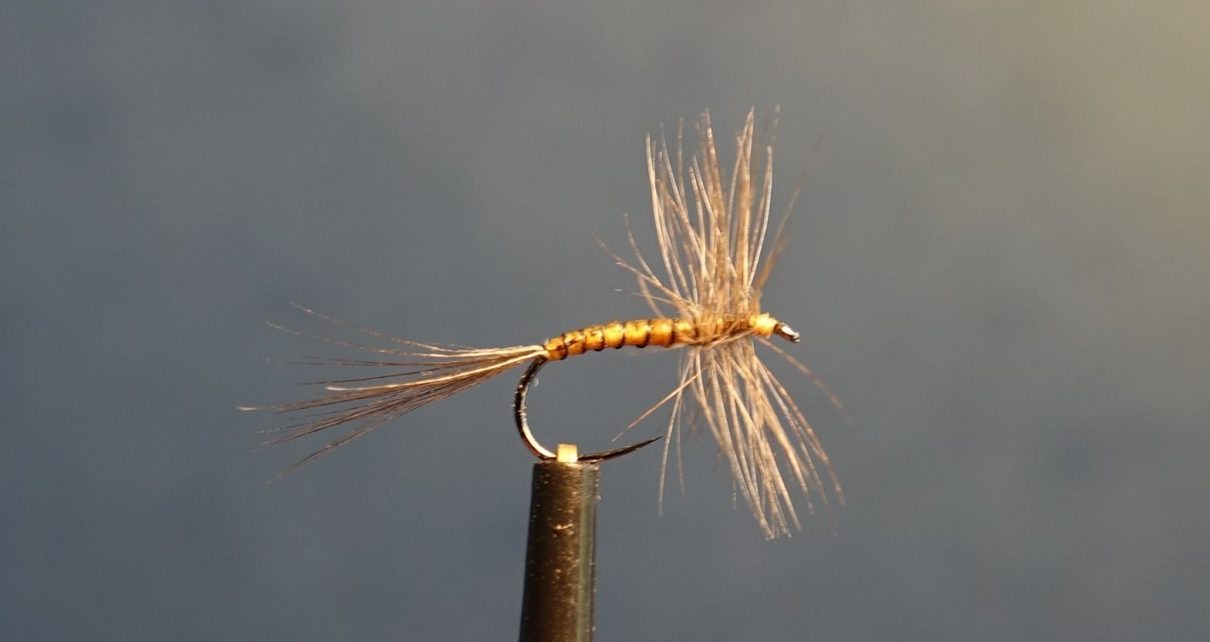 Araignée spider mouche dry fly flytying eclosion limousin rooster hackle coq eclosion