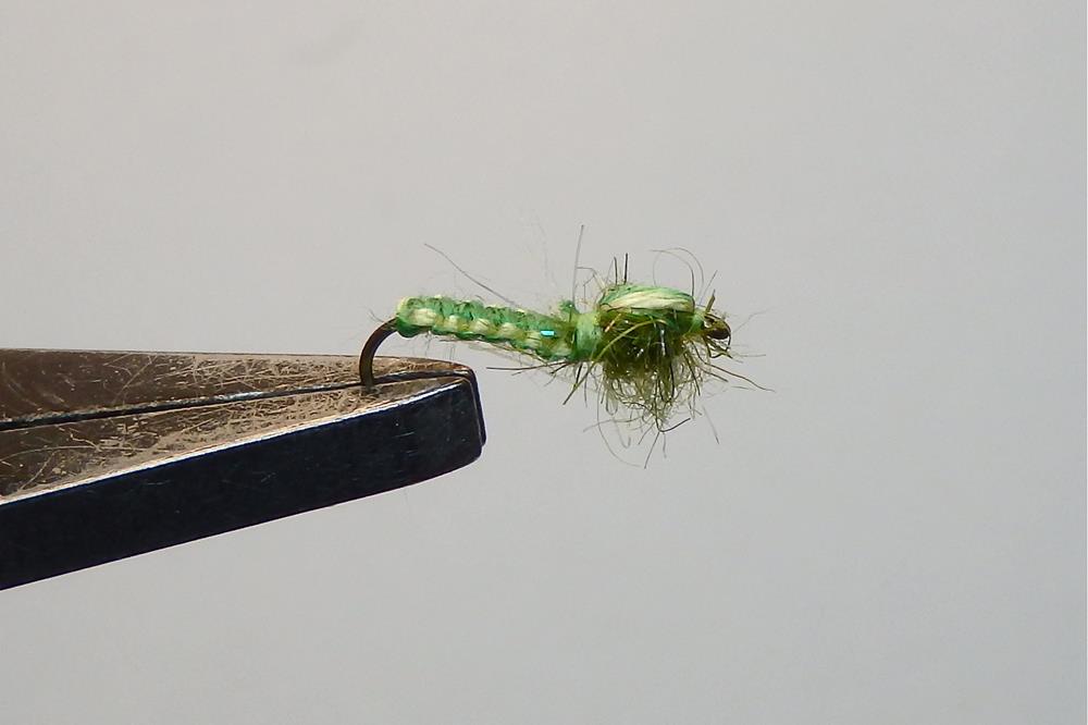 Tordeuse torchene chenille caterpillar fly flytying eclosion