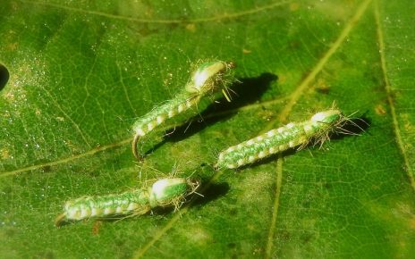 Tordeuse torchene chenille caterpillar fly flytying eclosion 2