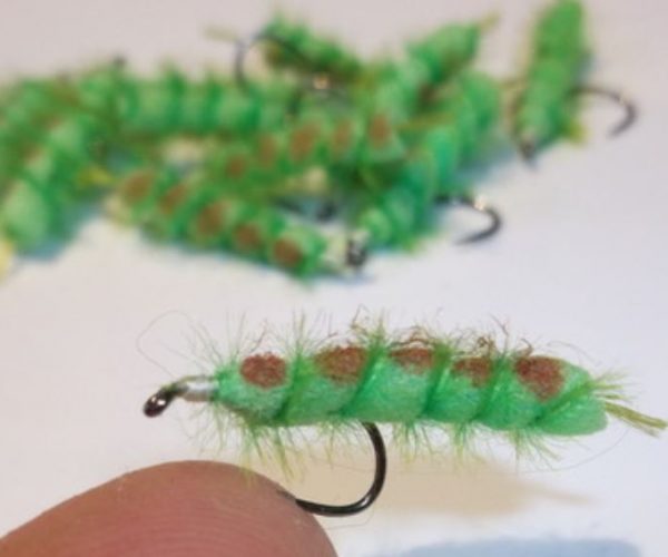 Chenille verte caterillar terrestre terrestrial mouche fly flytying eclosion
