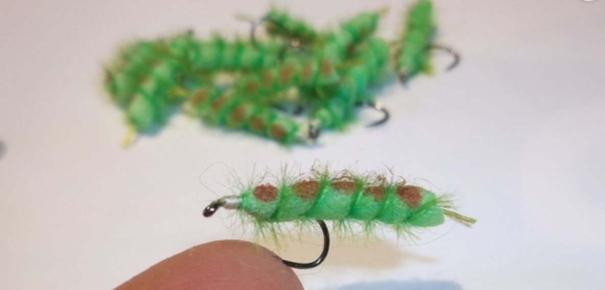 Chenille verte caterillar terrestre terrestrial mouche fly flytying eclosion