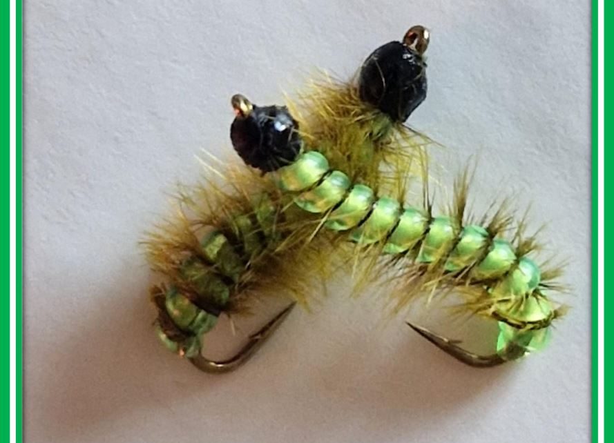 Chenille verte green caterpillar flytying terrestre terrestrial eclosion