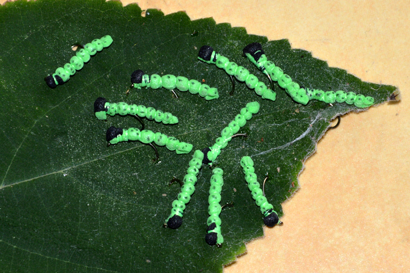 Tordeuse chenille caterpillar fly terrestre terrestrial flyt tying eclosion