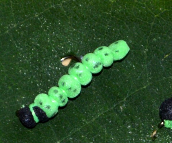 Tordeuse chenille caterpillar fly terrestre terrestrial flyt tying eclosion